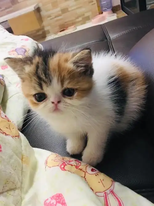 三个半月三花母加菲