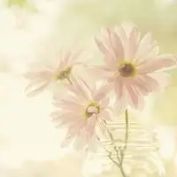 唯美意境一朵花头像图片