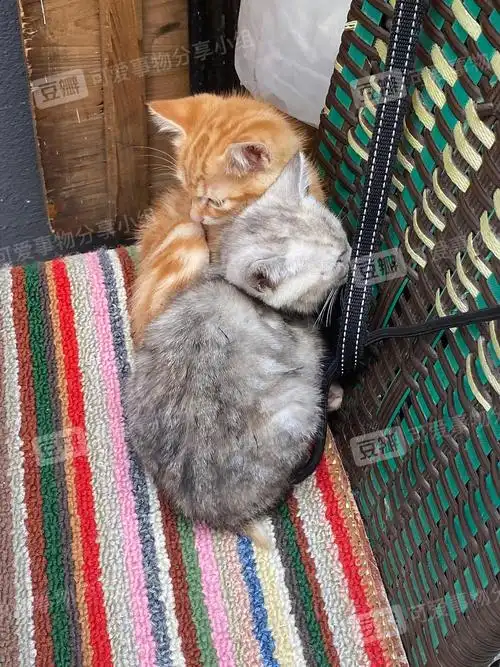 两个小奶猫挤在一起睡06