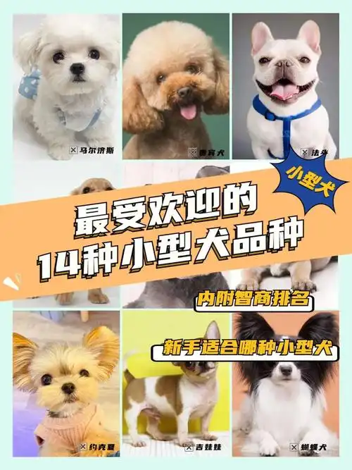 最受欢迎的小型犬小型犬的品种性格介绍