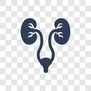 泌尿外科图标. 时尚泌尿外科标志概念透明背景从健康和医疗收集照片