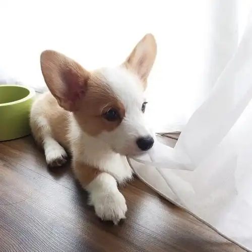 狗狗可爱萌柯基