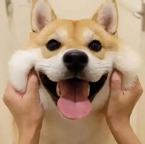 柴犬因为其独特且治愈的笑容走红网络,俗称"行走的表情包".