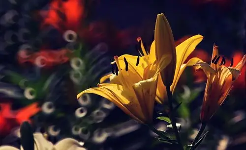 2020太原第四届百合花展掠影