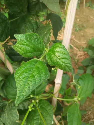 老师看看这豆角叶什么病