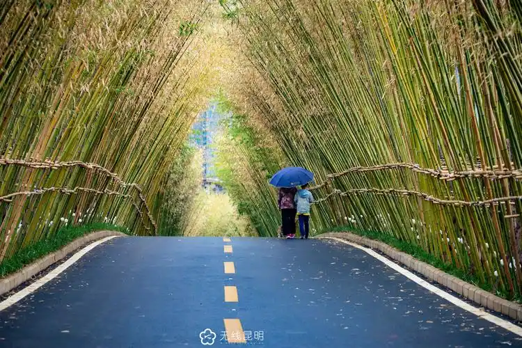 k生活新晋人气竹林壁纸来袭解锁昆明赏夏新姿势