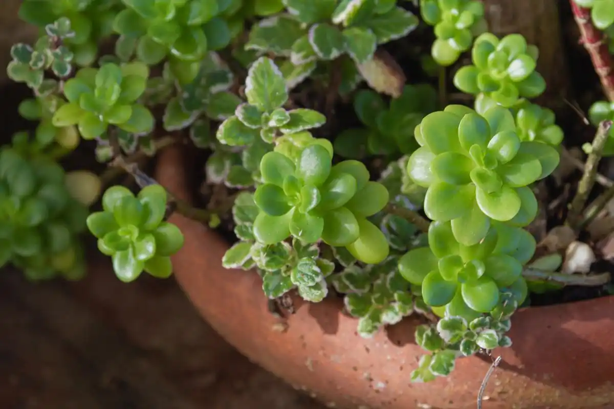 大家可能听过碰碰香这个名字,又或者被人唤作绒毛香茶菜.