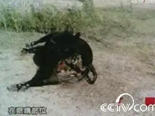 死亡特征极端怪异 揭秘外星人屠牛事件