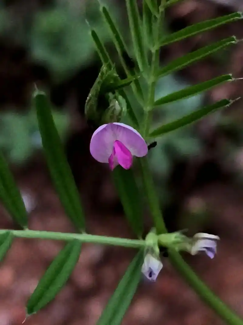 野豌豆花 #植物#花#2024拍照不要停 #一起拍春天 #手 - 抖音