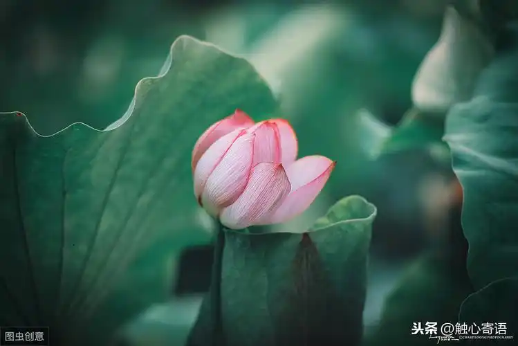 我若佛前一朵青莲(极美!