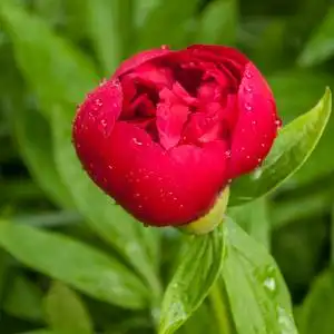 雨后花园里的红牡丹照片
