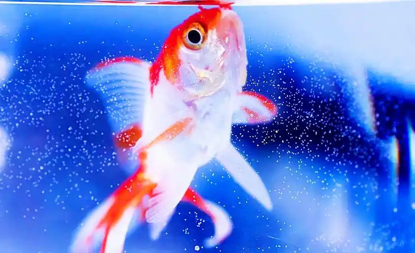 活泼可爱金鱼壁纸_可爱的小金鱼