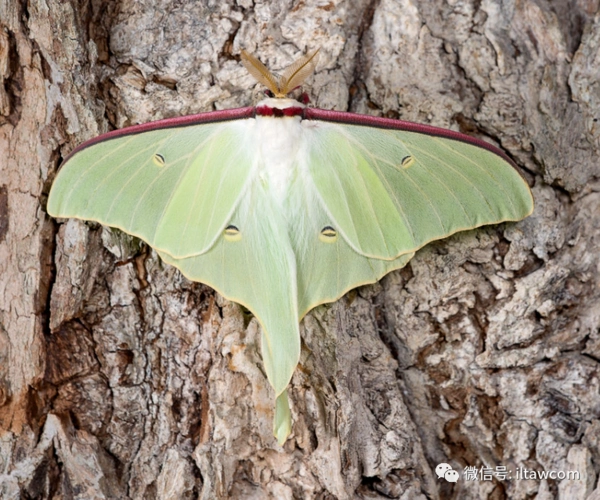 物种图册大水青蛾