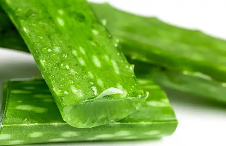 芦荟不去皮可以吃吗