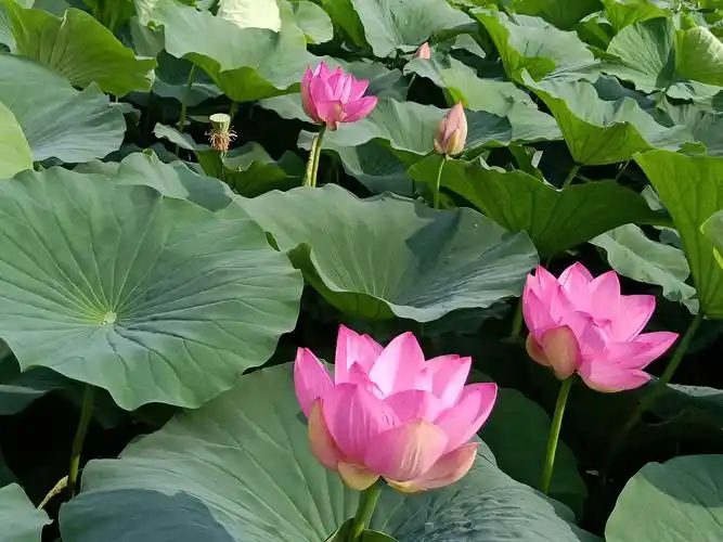 2019大莲花荷花池留念