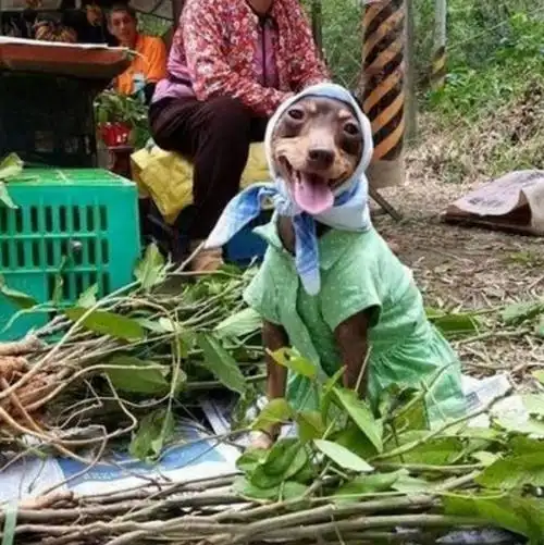 婆婆无意捡到一只流浪狗,狗狗为报答婆婆,天天帮她卖菜生意好