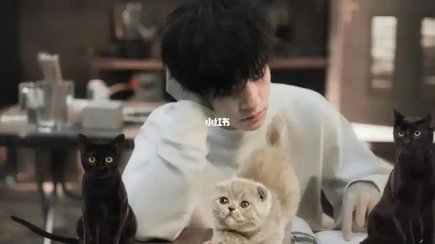 好想当千玺的猫姐姐粉逐渐变质