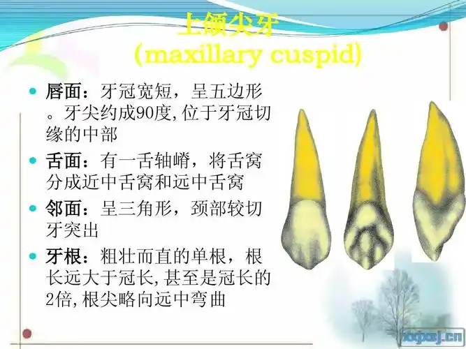 无忧文档 所有分类 医药卫生 临床医学 牙体雕刻ppt 上颌尖牙