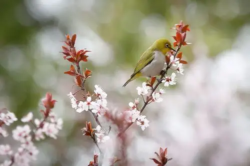 我也不知道,它是在准备飞翔,还是要在桃花上继续张望?