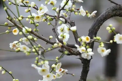 绿萼梅花报春来