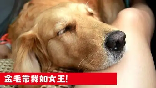 金毛犬为讨好女主人,连牛肉干不吃了,我家狗啥时候也能这样待我