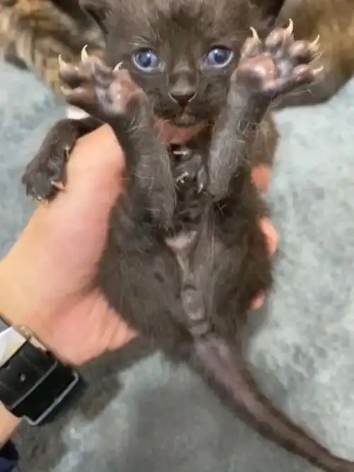 暹罗和橘猫生出来的宝宝也很可爱呀