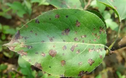 梨树褐斑病预防的关键时期用***法靓果安杀菌剂喷雾