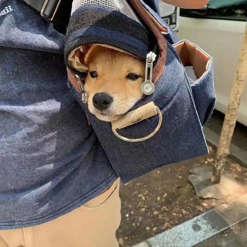 可爱到犯规的小动物头像很浪漫的神仙句子