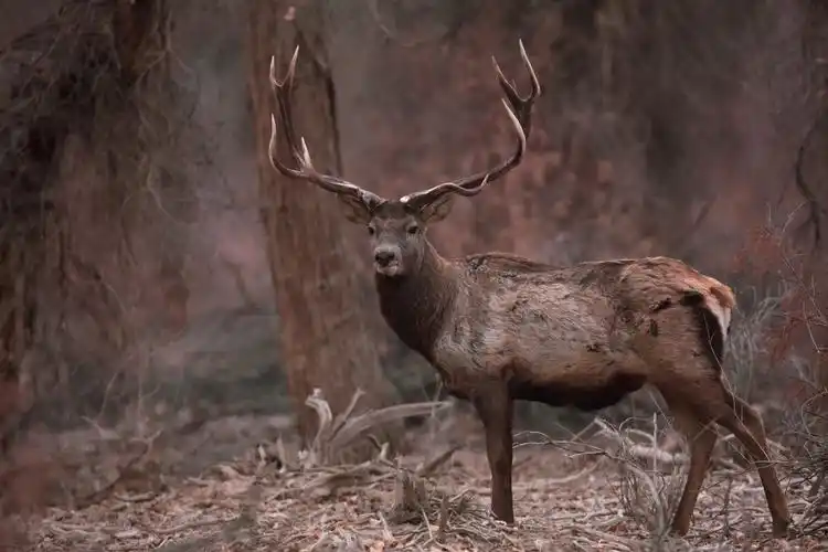 塔里木野生马鹿