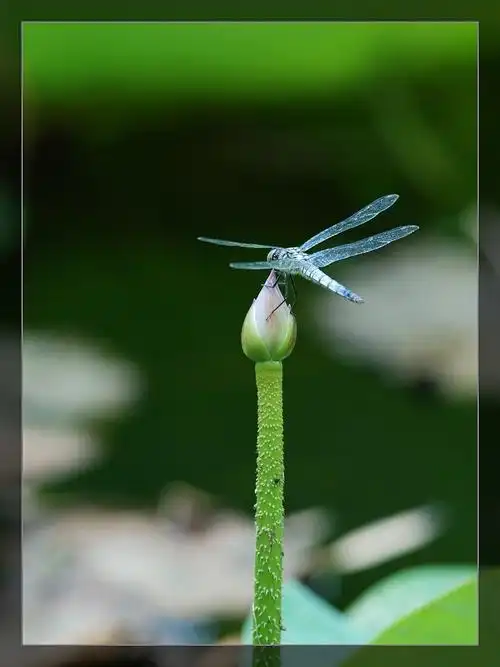 蝴蝶,荷花(适马150)