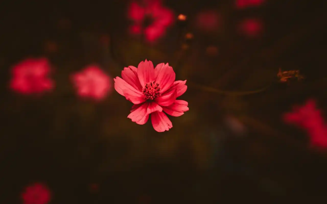 近距花朵图片高清电脑桌面壁纸