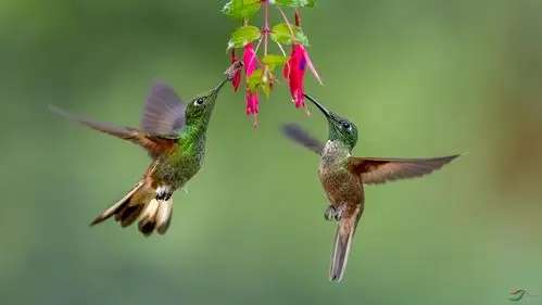 花鸟图祝贺荣获首页鸟类精华