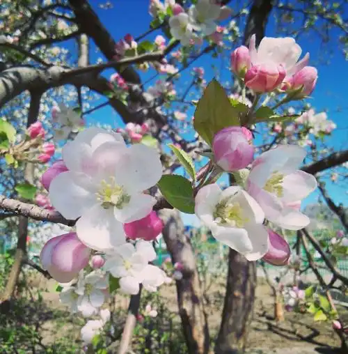 春天代着个性的唯美,使我们领略大自然的美景.桃花,杏花,果花.