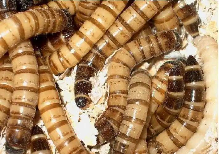 浙江大麦虫黄粉虫大麦虫蛹大麦虫商品虫黄粉虫种虫蛹粪沙