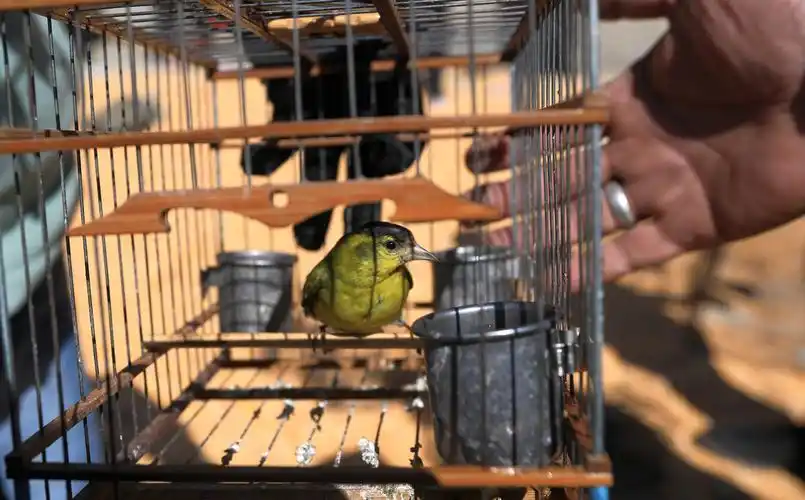 春季护飞第一次巡护,69只候鸟获救!凤凰网黑龙江_凤凰网