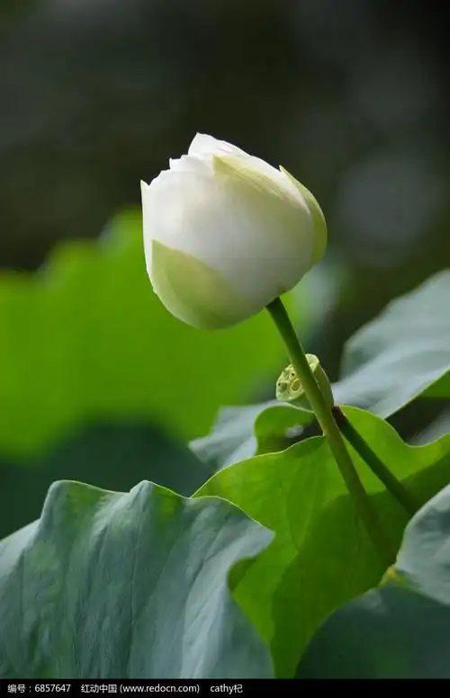 白色荷花花骨朵图片