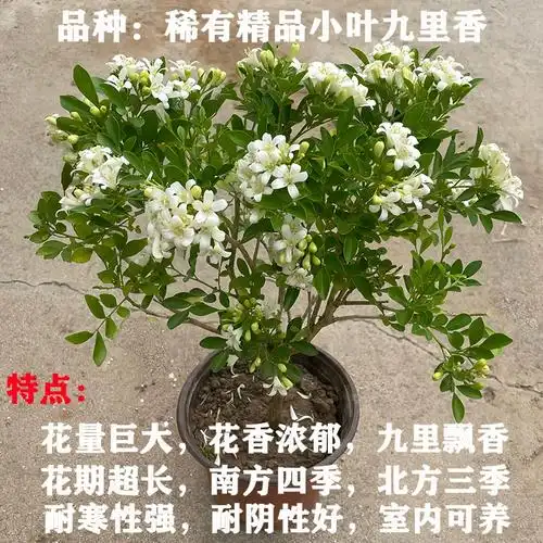 九里香花盆栽四季树苗开花浓香老桩七里香苗易养室内阳台庭院植物