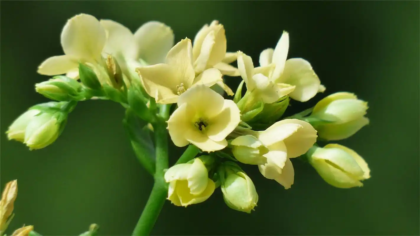 好看的长寿花唯美高清桌面壁纸