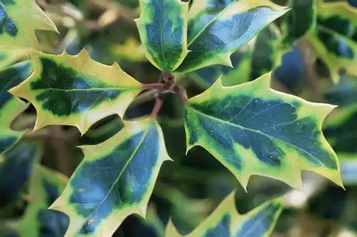 横图,室外,特写,白天,美景,植物,叶子,景观,自然,景色,摄影,清新,荆棘