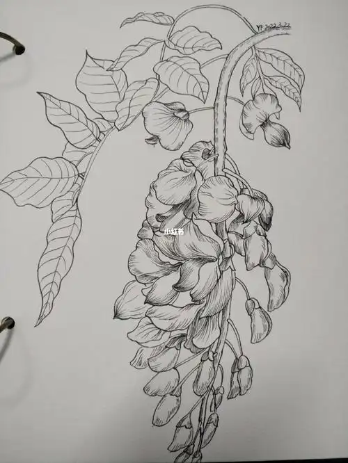 黑白线描花卉第49天紫藤