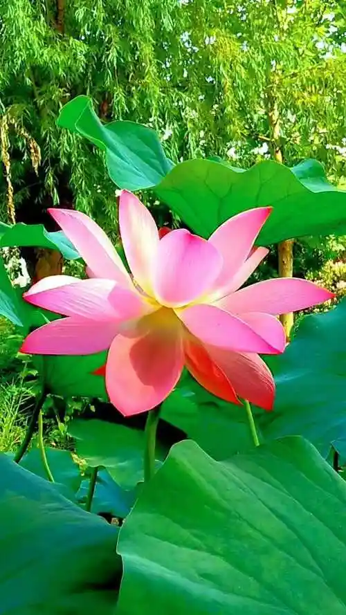 来生我愿做一朵莲花开在佛前无惊无扰愿用如此清雅自由的心态