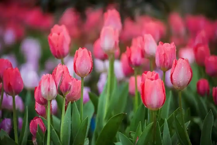 郁金香高雅脱俗清新隽永是一款具有高贵神秘气质的鲜花