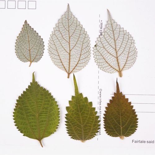 苎麻叶玉麻叶苧麻 压花押花干花 植物教学标本 pressflowers 12片