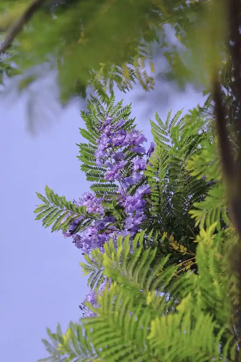 路过紫色的五月,簇一地心形的蓝花楹#我用摄影看世界 #今日分 - 抖音