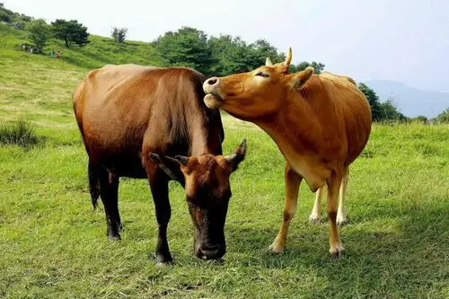 体质不同,优势不同 - 美篇