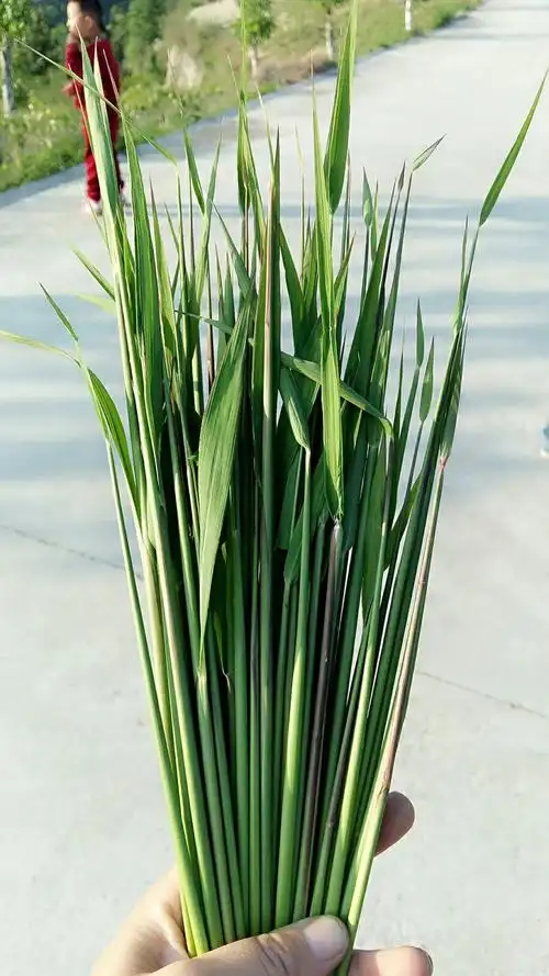 茅草尖--棉棉糯糯,有着青草的清甜,尝过的一定还记得它的味道