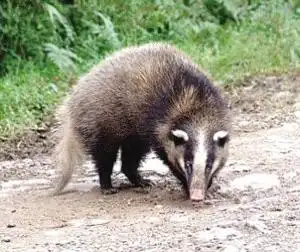 追忆童年时代沙县青州后洋山里田间舌尖上的野味