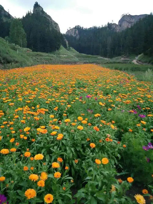 夏天的花海美美的 - 美篇