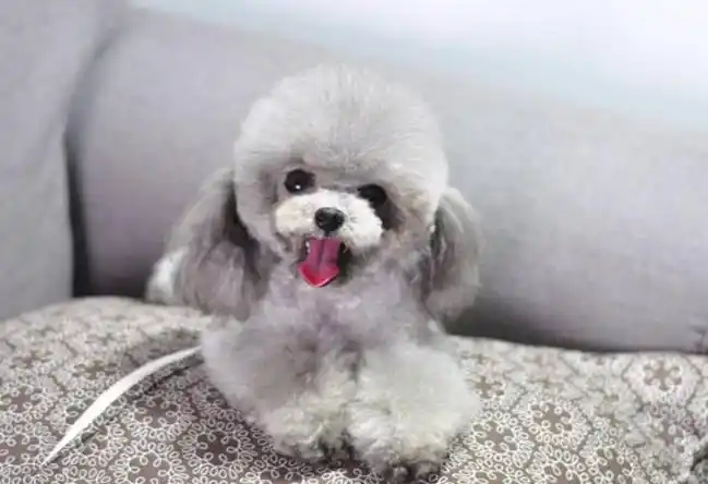 灰泰迪返灰的过程照片