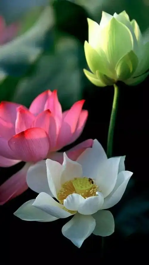 音画诗赏七彩莲花为您盛开